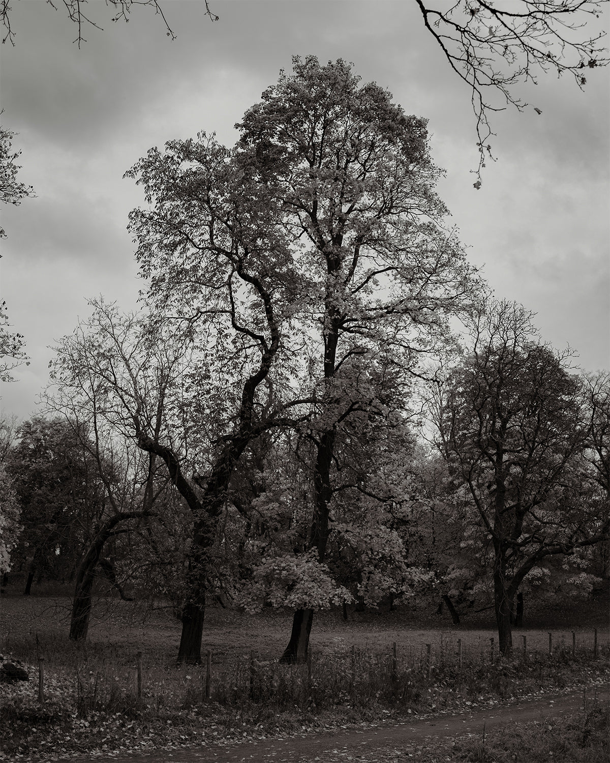 Black and white photo of a large tree in a park with a cloudy sky.